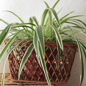 Vintage Wicker basket